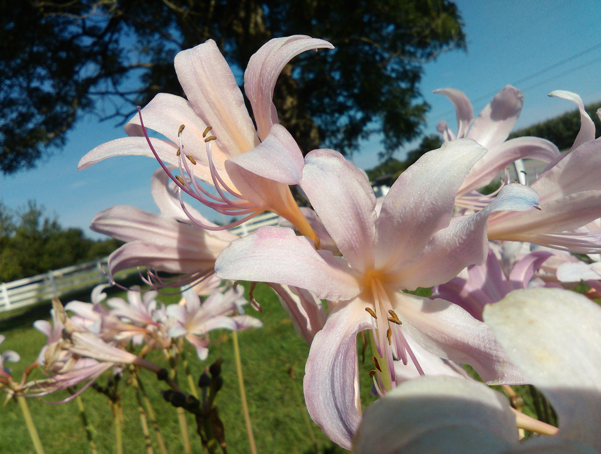 HTC DESIRE 610 sample photo. Surprise lilies welcoming spring photography
