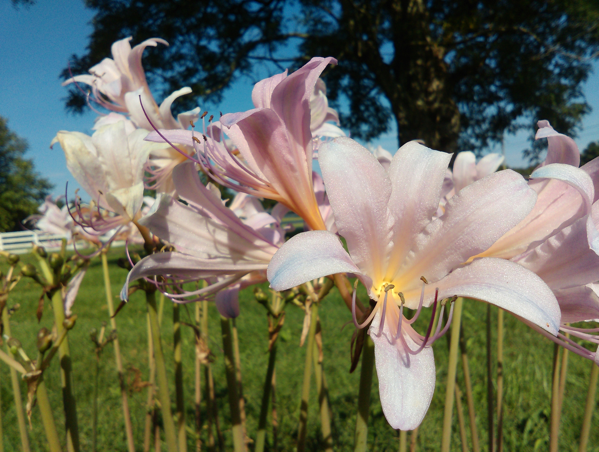 HTC DESIRE 610 sample photo. Surprise lilies welcoming spring photography