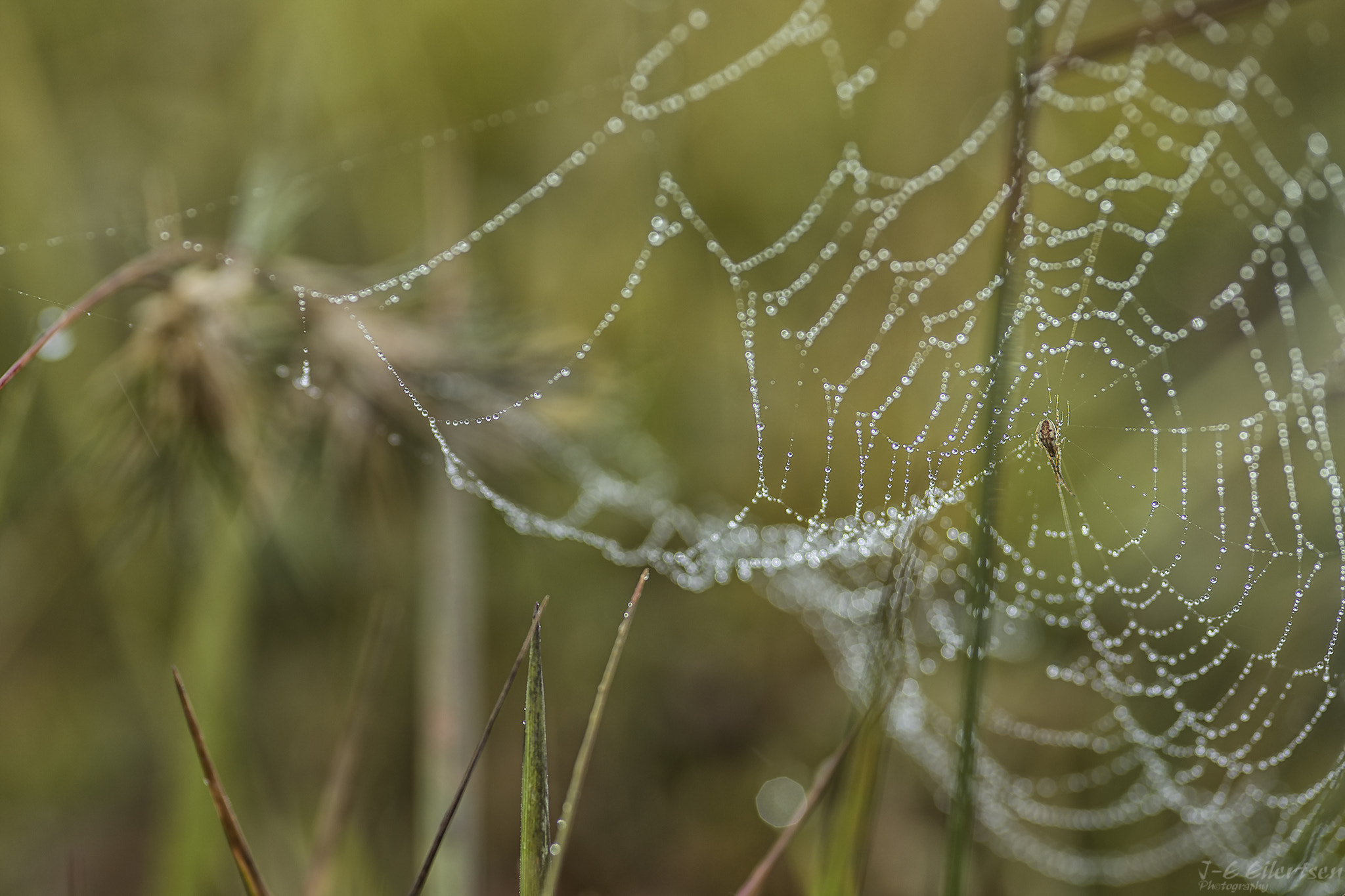 Canon EOS 6D + Sigma 105mm F2.8 EX DG Macro sample photo. A tiny little spider photography