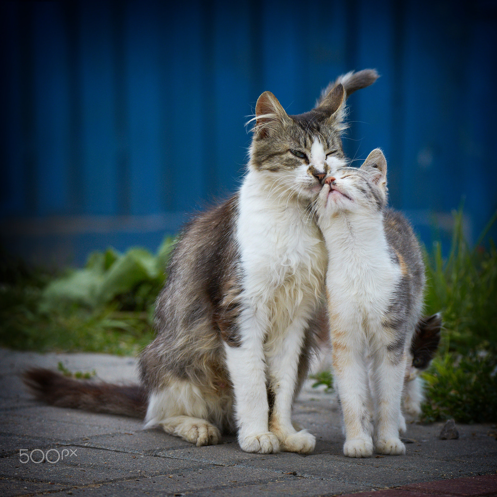 Tamron SP 150-600mm F5-6.3 Di VC USD sample photo. Третий-Лишний photography