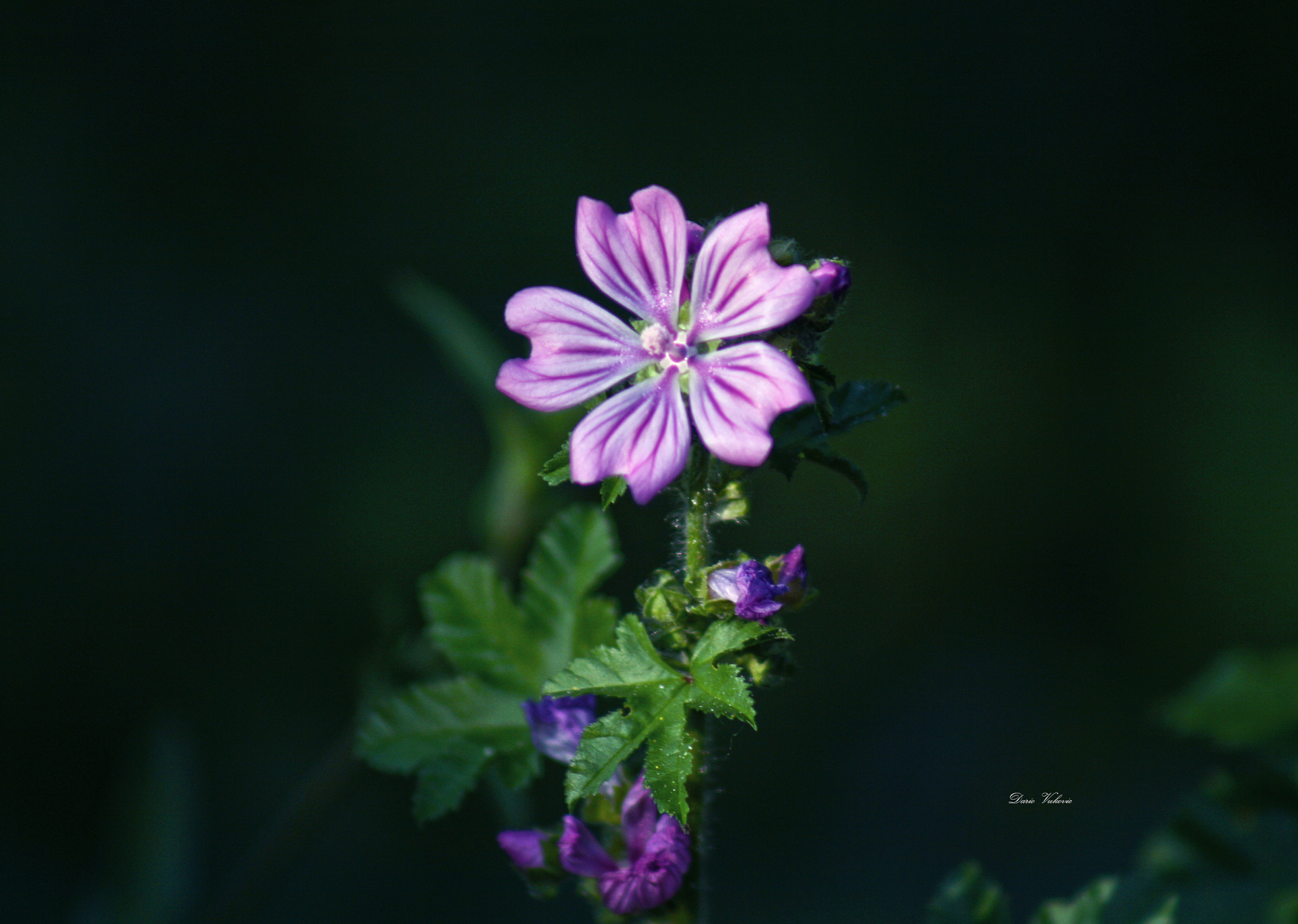 Canon EF 75-300mm f/4-5.6 USM sample photo. Wild flower photography