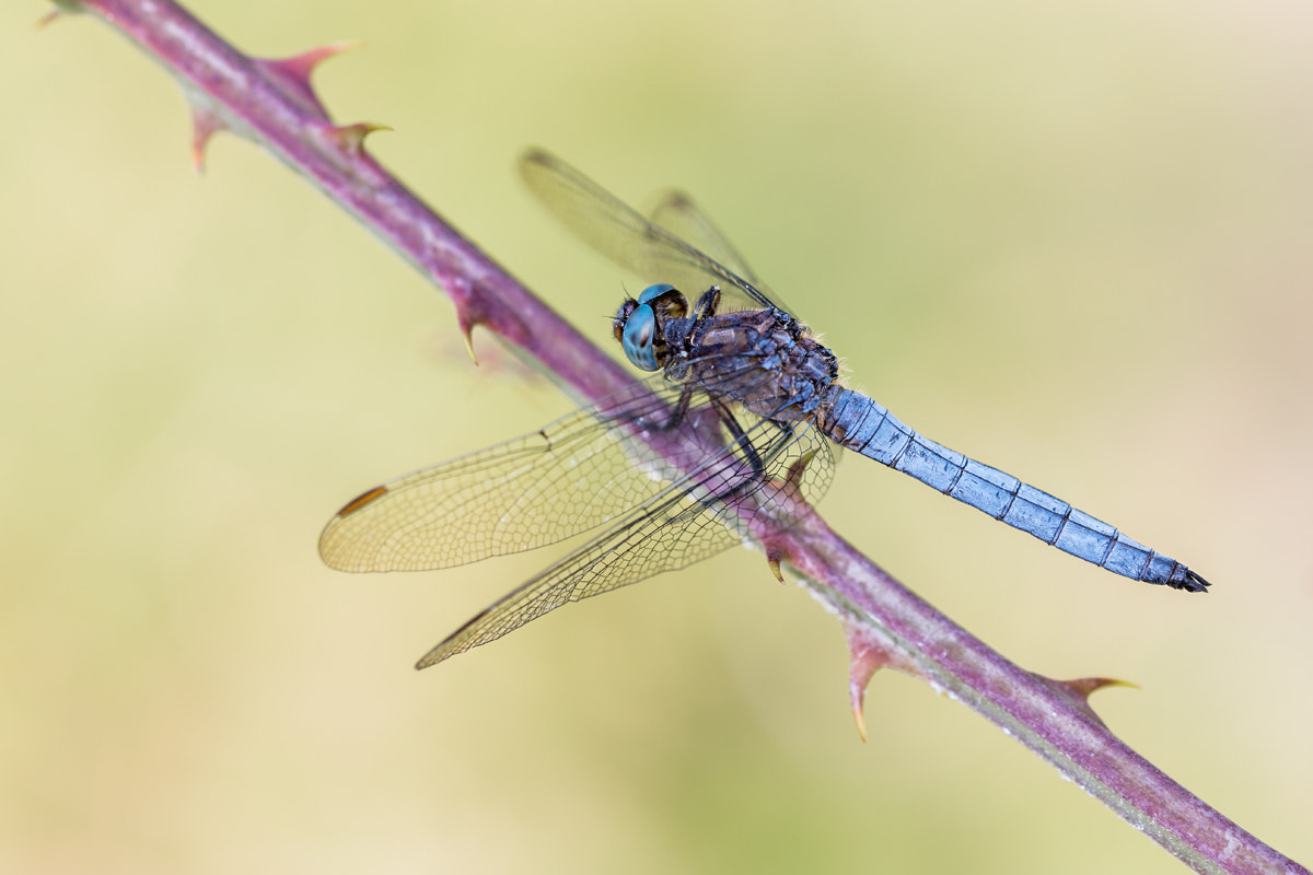 Sigma 150mm F2.8 EX DG OS Macro HSM sample photo. - orthetrum coerulescens - photography