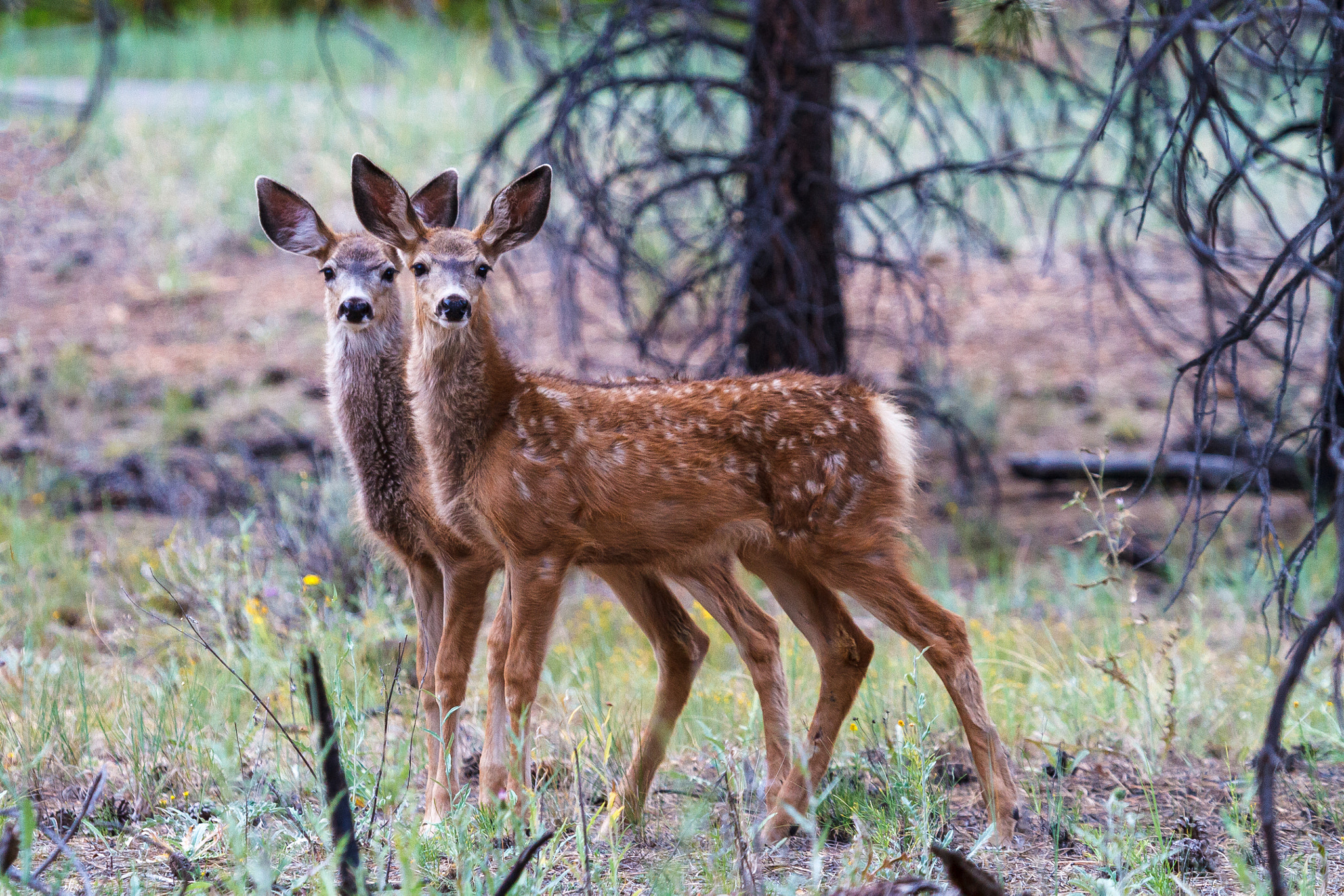 Canon EOS 7D + Canon EF 100-400mm F4.5-5.6L IS USM sample photo. Babes in the woods photography