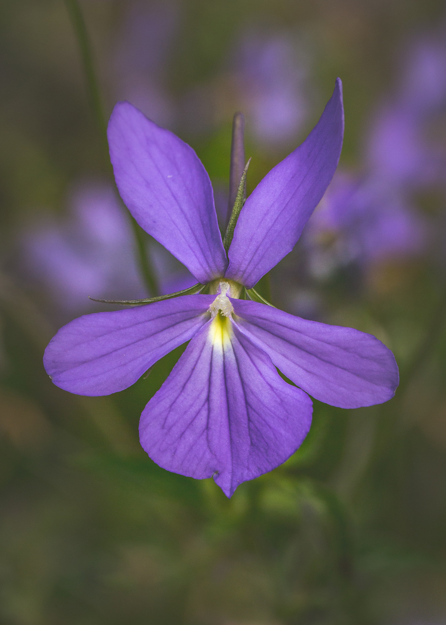 Canon EF 24-70mm F4L IS USM sample photo. Purple angel photography