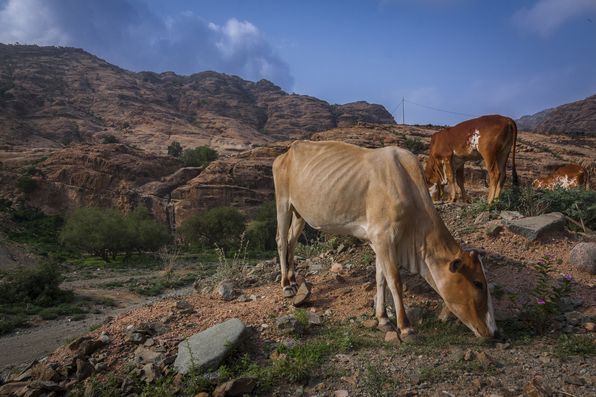 Canon EOS 50D sample photo. Cows photography