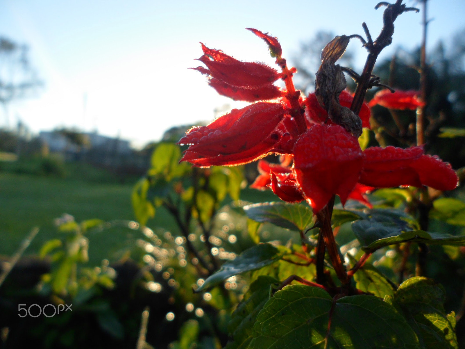 Samsung ST90,ST91 / VLUU ST90,ST91 sample photo. Vermelho desfocado photography