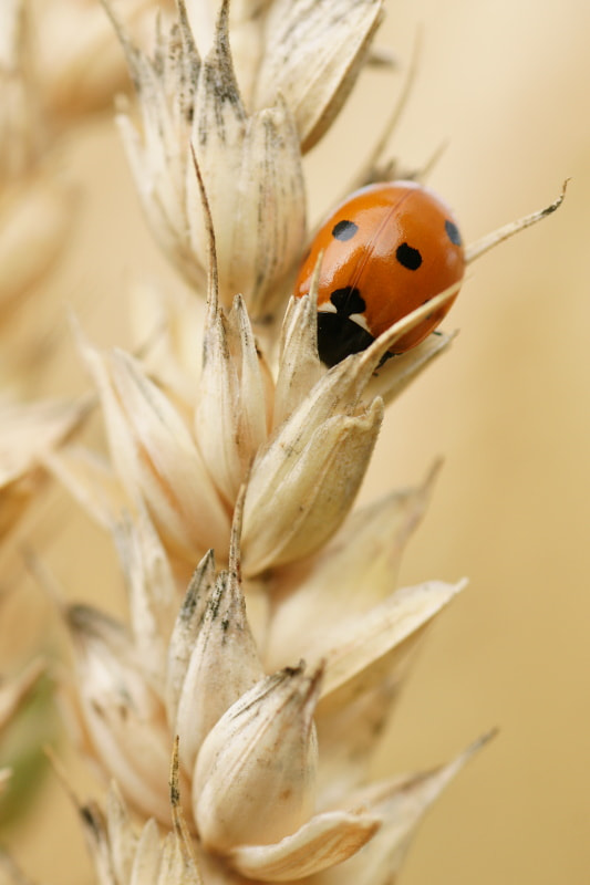 Sony Alpha DSLR-A700 + Tamron SP AF 90mm F2.8 Di Macro sample photo. Beatles's beauty photography