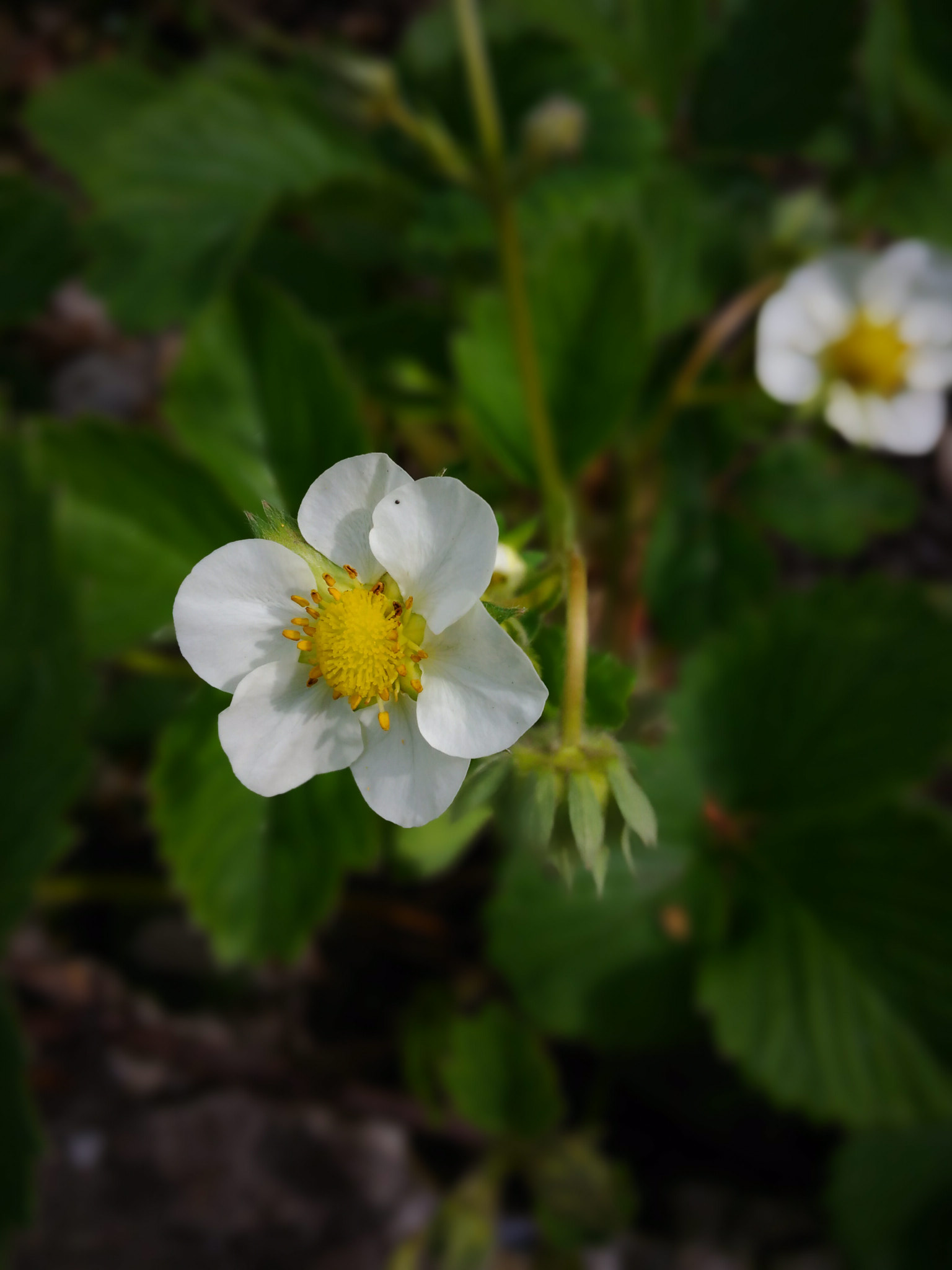 ASUS ZenFone Max (ZC550KL) sample photo. Flower blossom photography