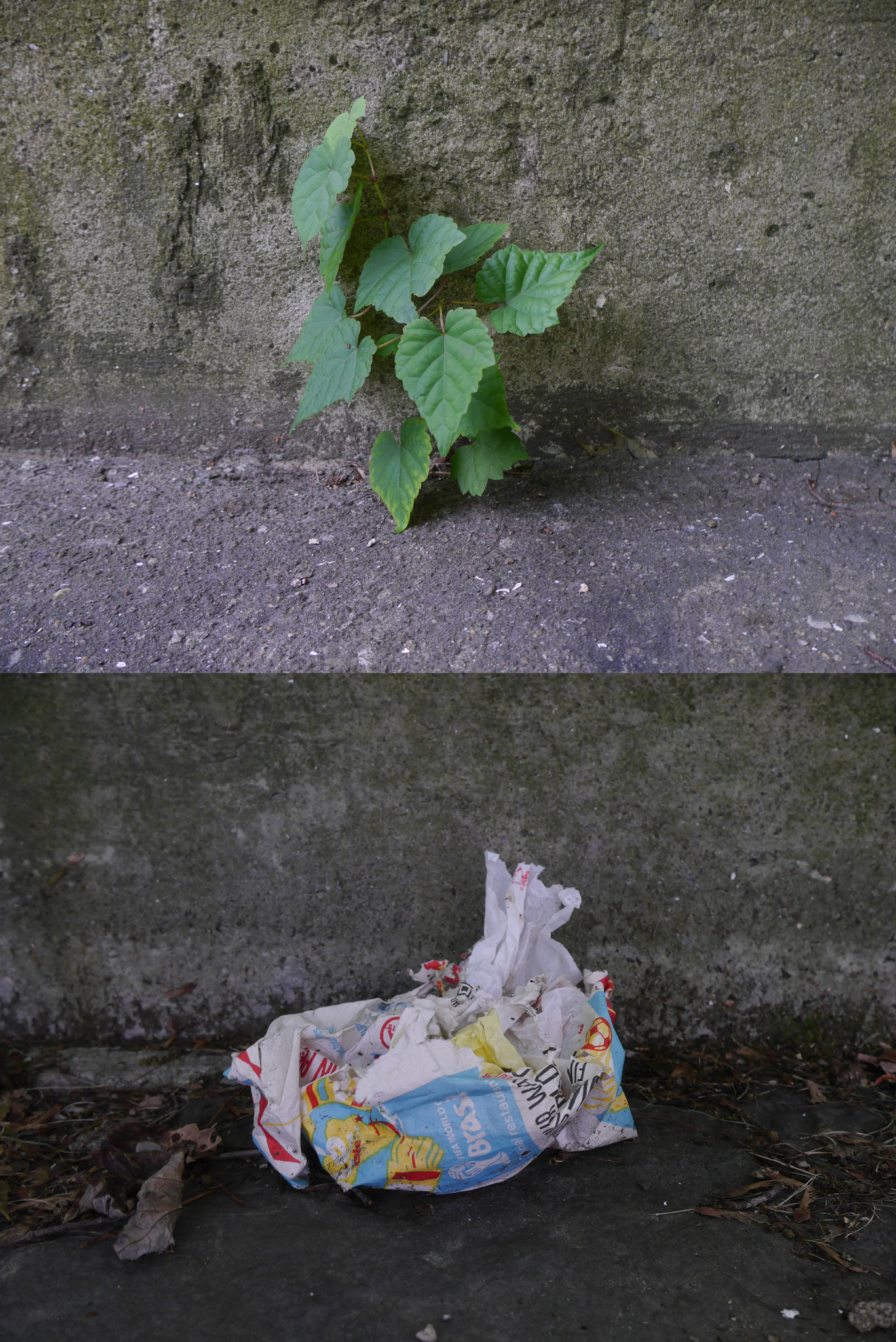Panasonic Lumix DMC-GF6 sample photo. Plant and bag photography