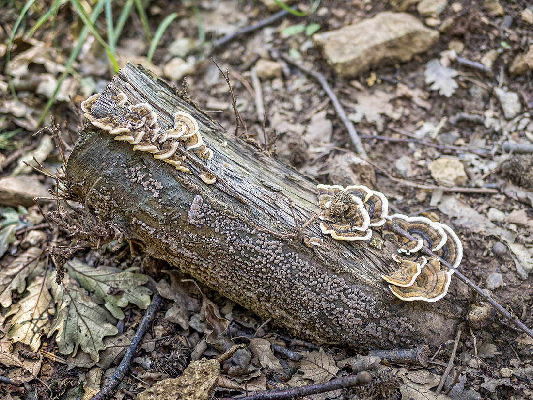 Olympus PEN E-PL7 + LUMIX G 25/F1.7 sample photo. Sponge photography