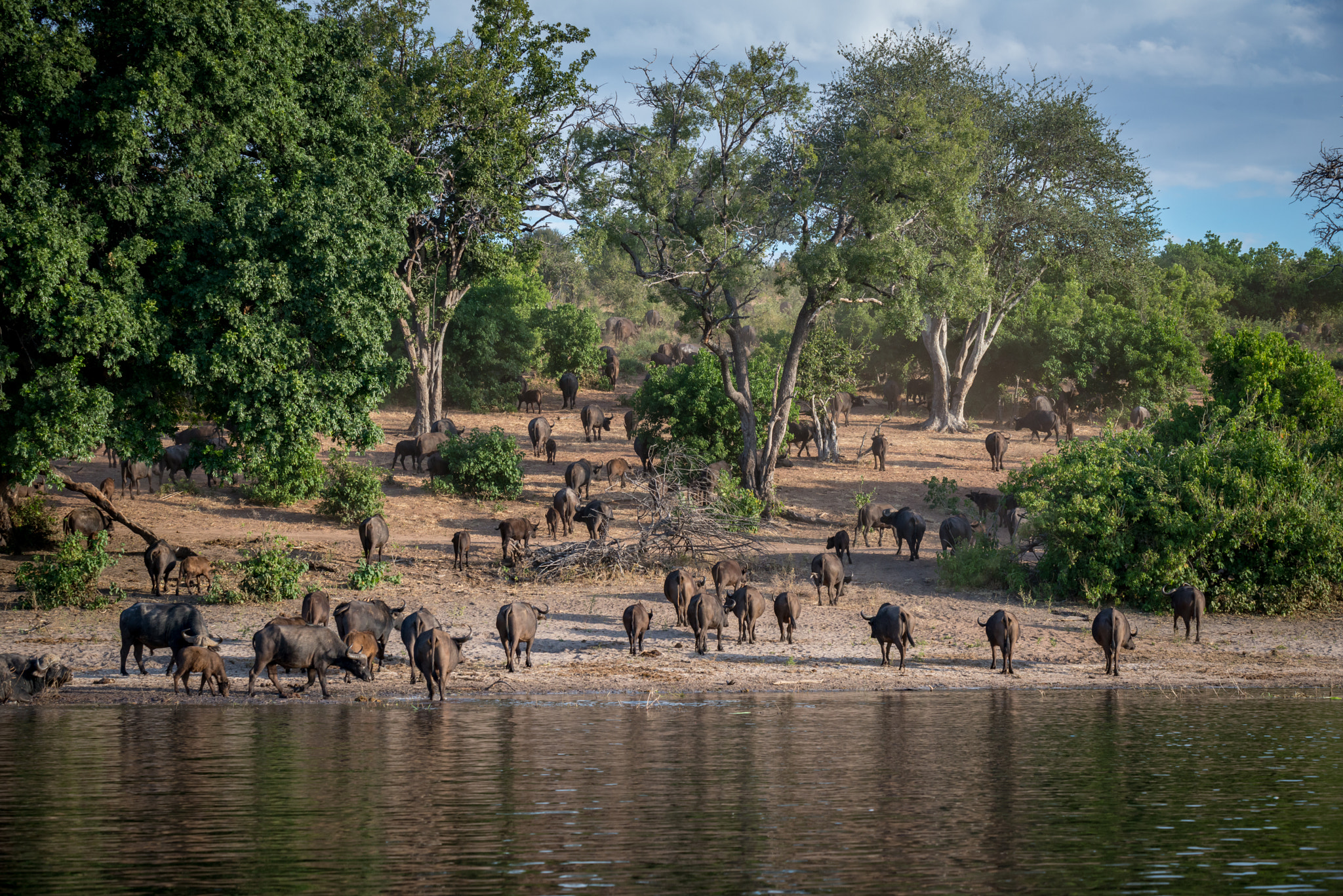 Sigma 50-500mm F4.5-6.3 DG OS HSM sample photo. The herd photography