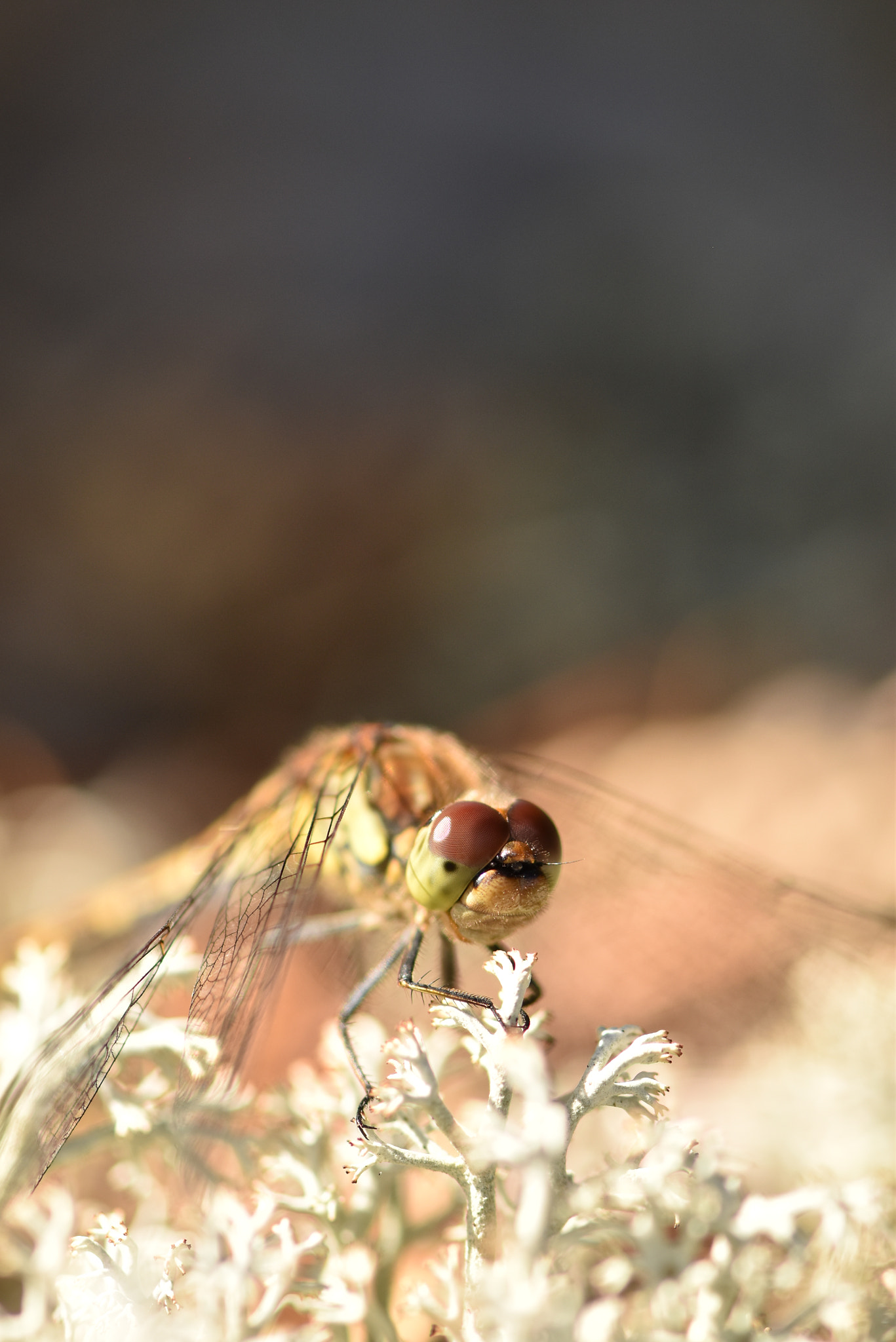 Nikon AF-S Micro-Nikkor 105mm F2.8G IF-ED VR sample photo. Dragonfly photography