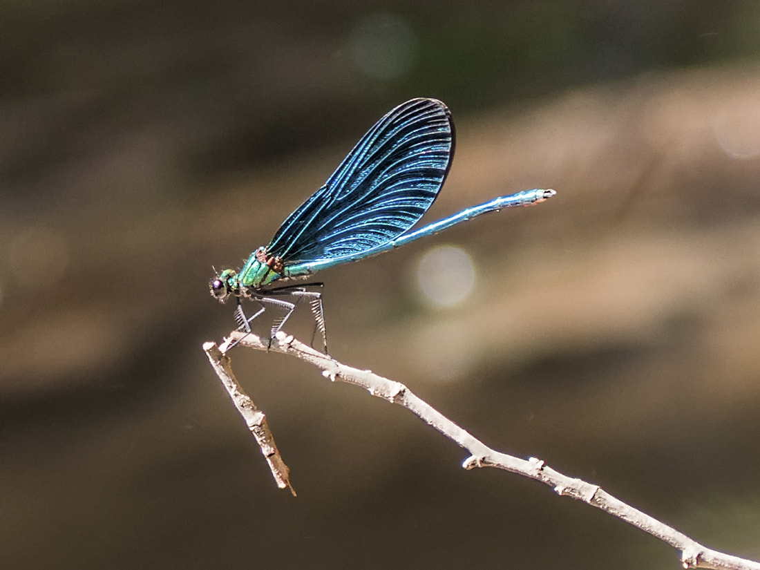 Olympus PEN E-PL7 sample photo. Dragon-fly photography