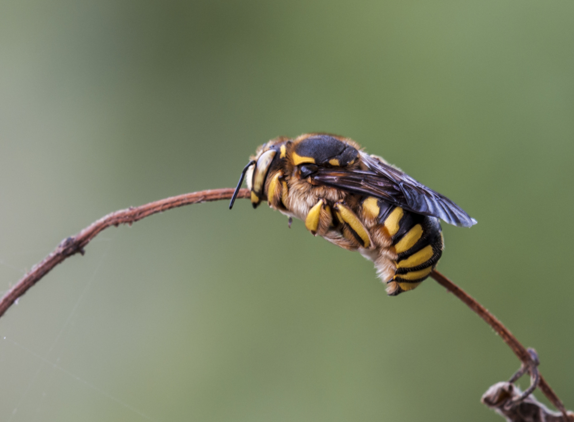 Sigma APO Macro 180mm F3.5 EX DG HSM sample photo. La abejita photography