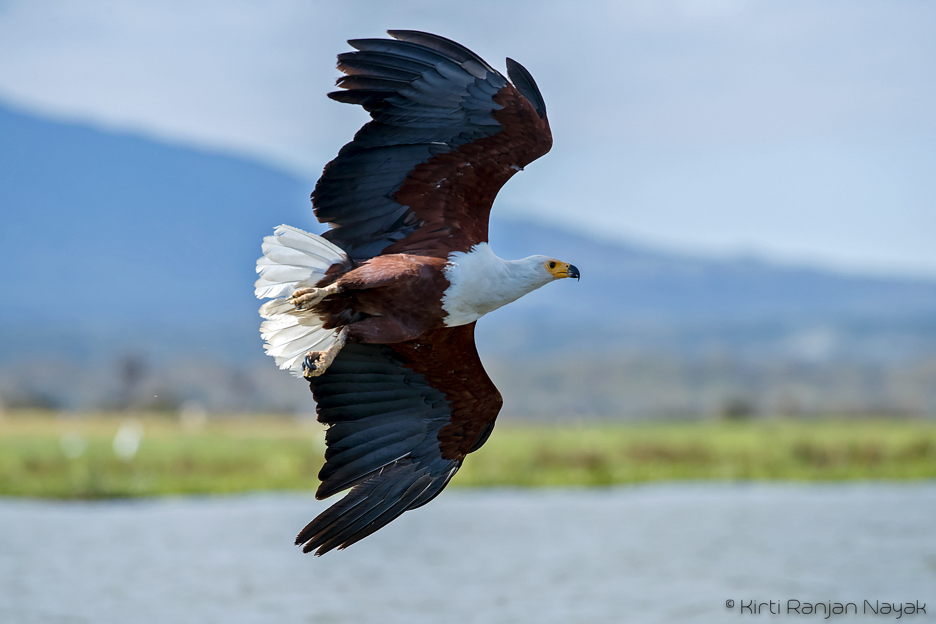 Canon EF 300mm F2.8L IS II USM sample photo. African fish eagle photography