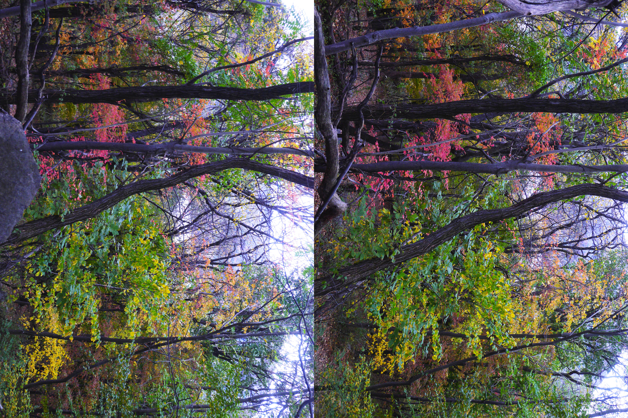 Panasonic Lumix DMC-GF6 sample photo. Autumn leaves photography