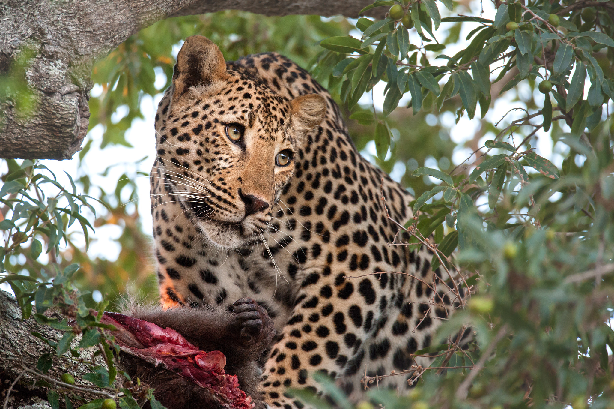 Sigma 150-600mm F5-6.3 DG OS HSM | S sample photo. Snack time photography
