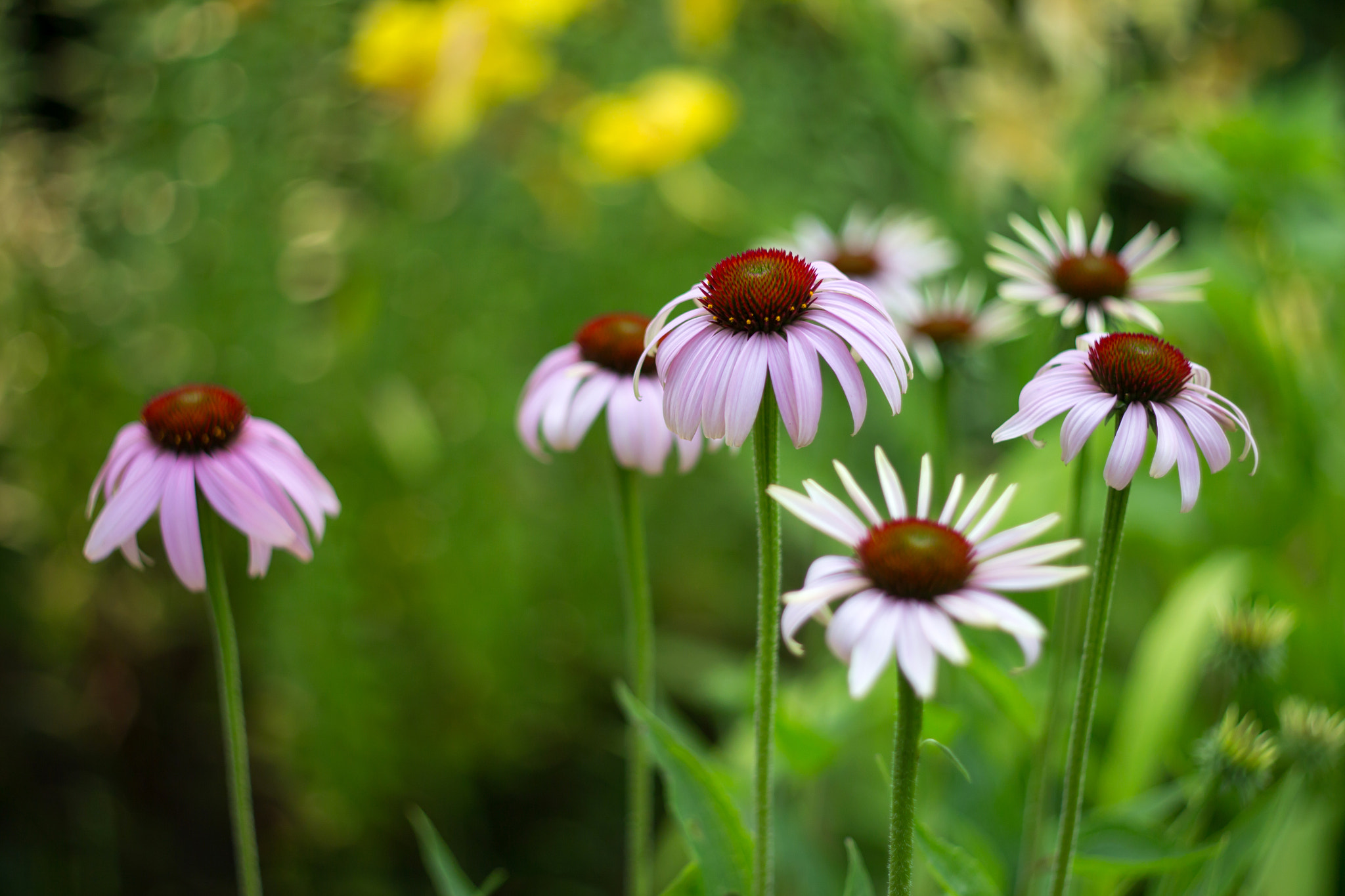 Canon EF 35-80mm f/4-5.6 sample photo. Abeff orig photography