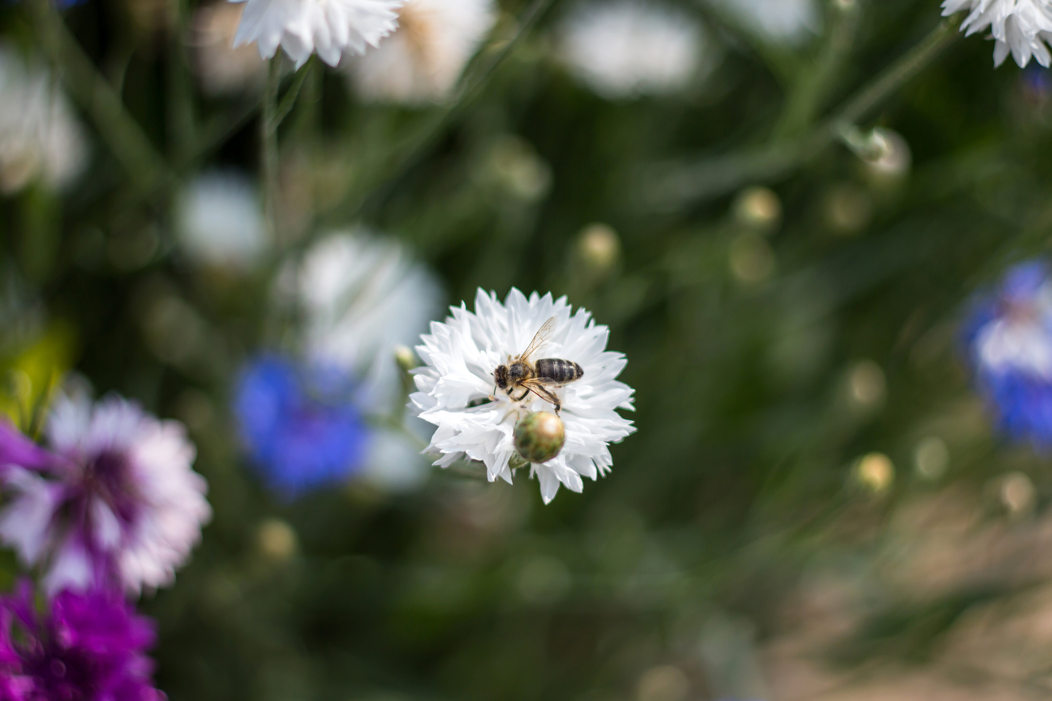 Canon EF 35-80mm f/4-5.6 sample photo. Abcea orig photography