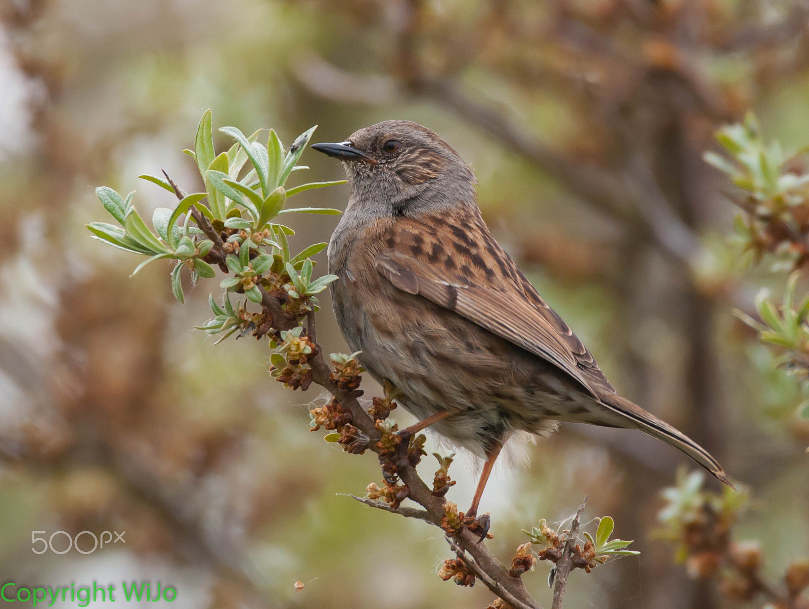 Sigma 150-600mm F5-6.3 DG OS HSM | C sample photo. Heggemus / dunnock photography