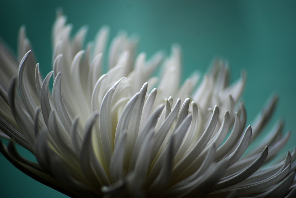 White Flower #1 by Marc-Olivier Maheu / 500px