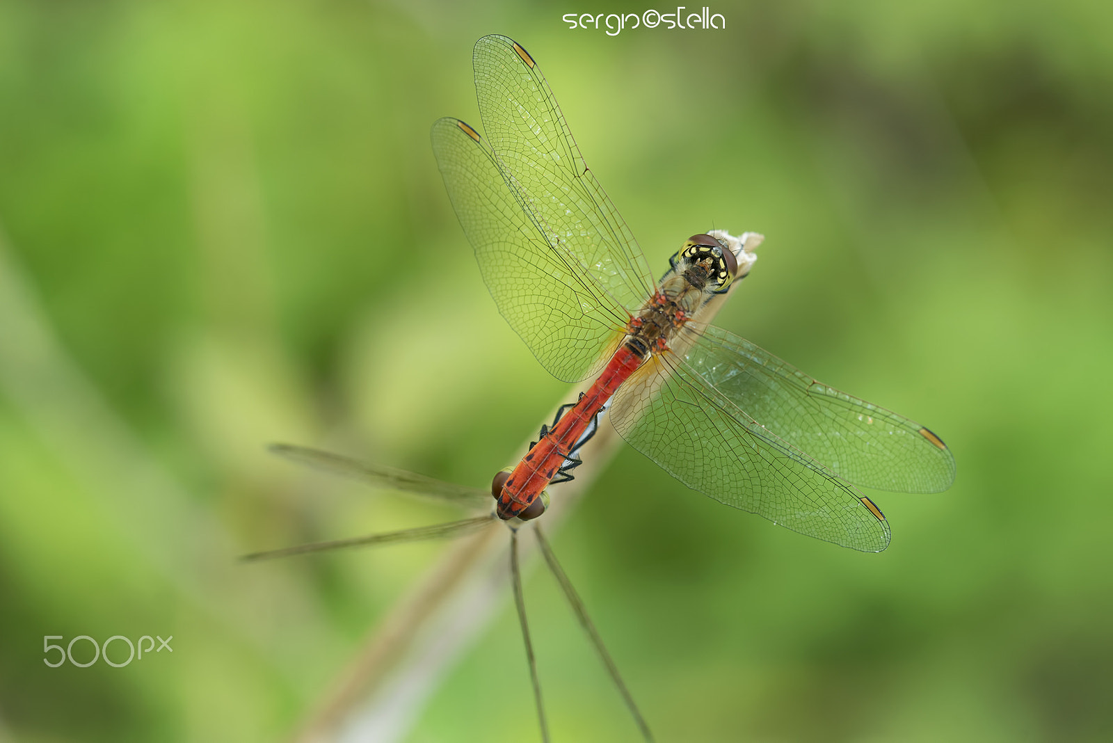 Nikon D610 + Sigma 150mm F2.8 EX DG Macro HSM sample photo. Linee e geometrie di una copula___ photography