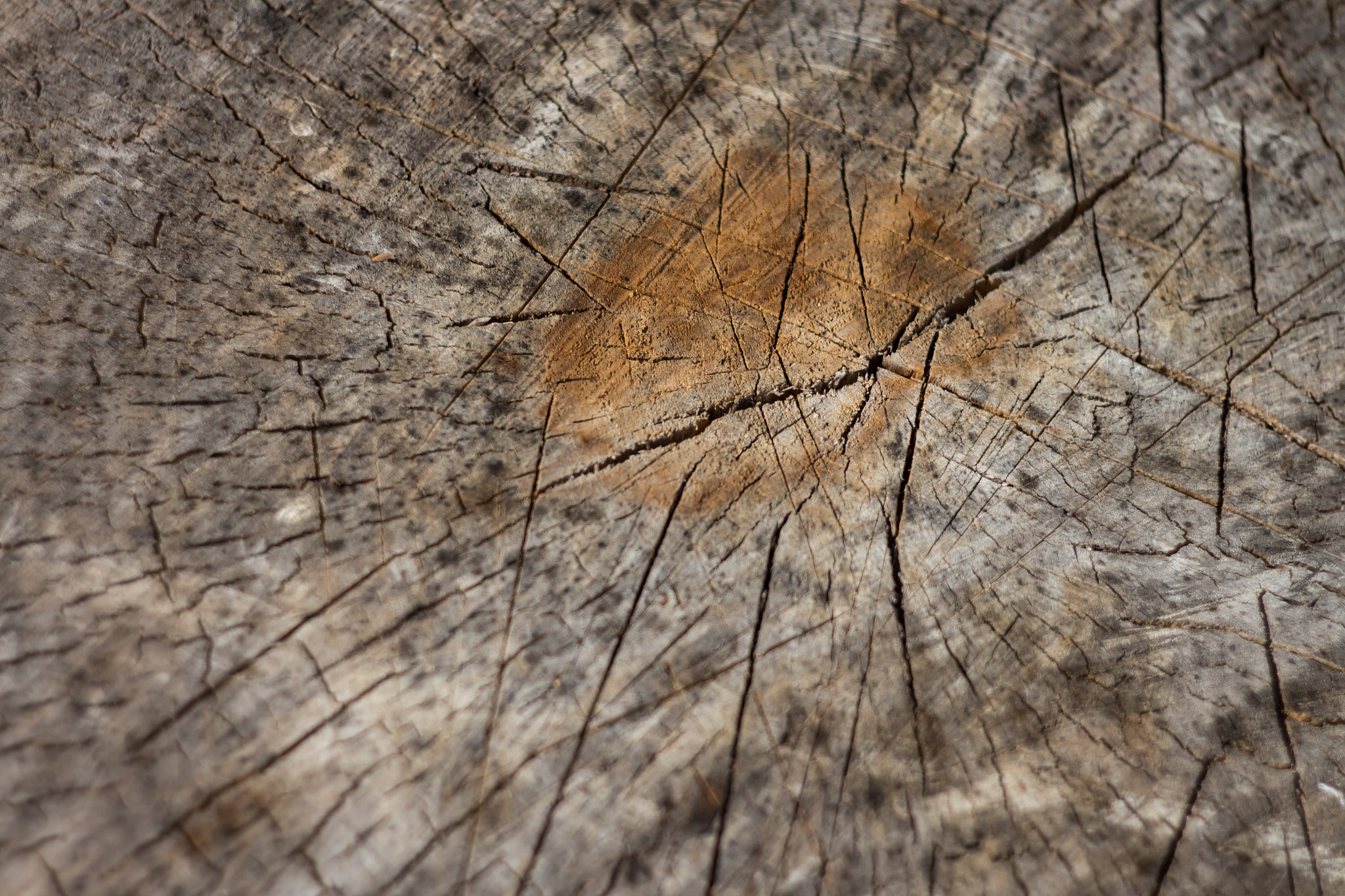 Canon EF 35-80mm f/4-5.6 sample photo. Aefbbaorig photography