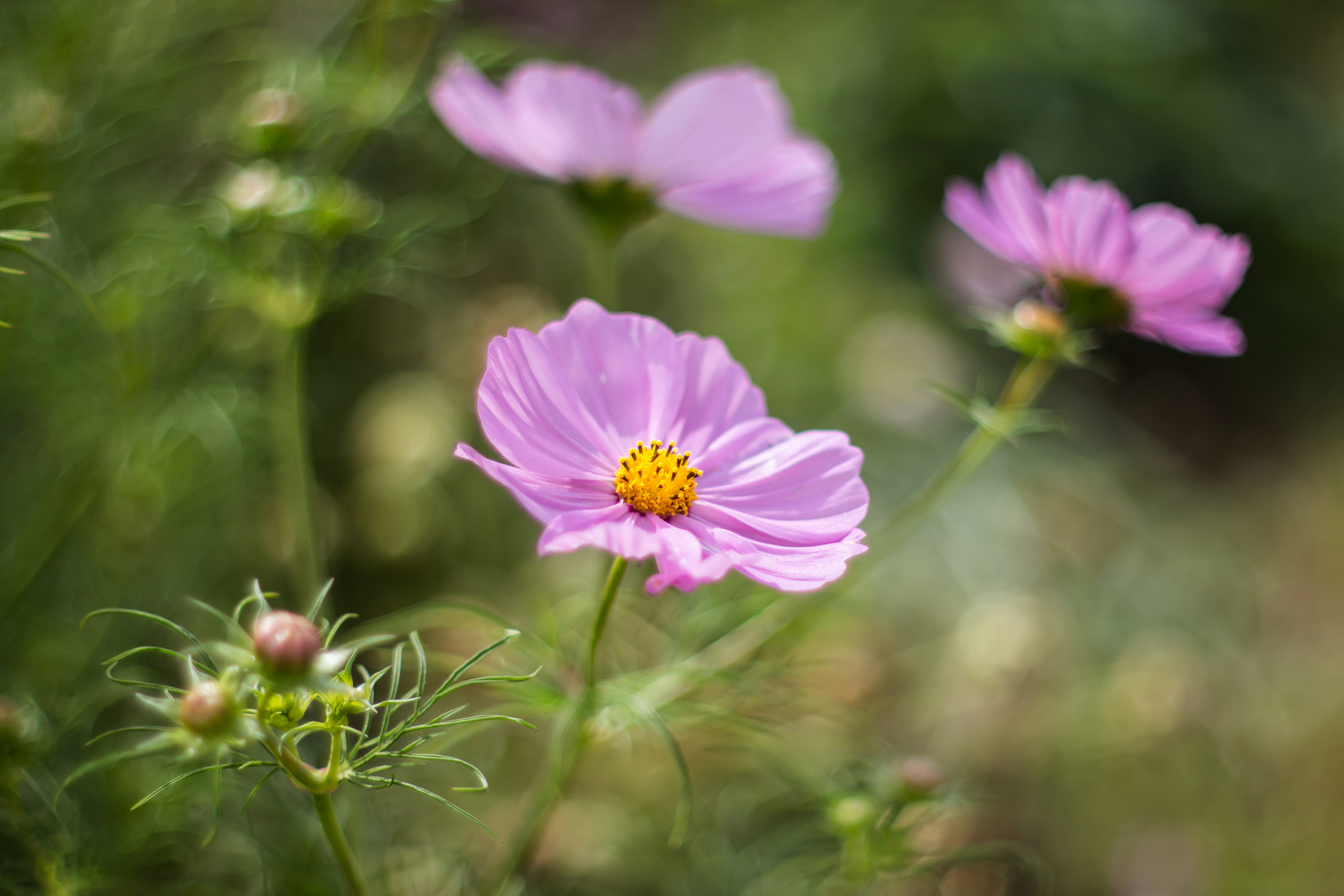 Canon EF 35-80mm f/4-5.6 sample photo. Adf orig photography