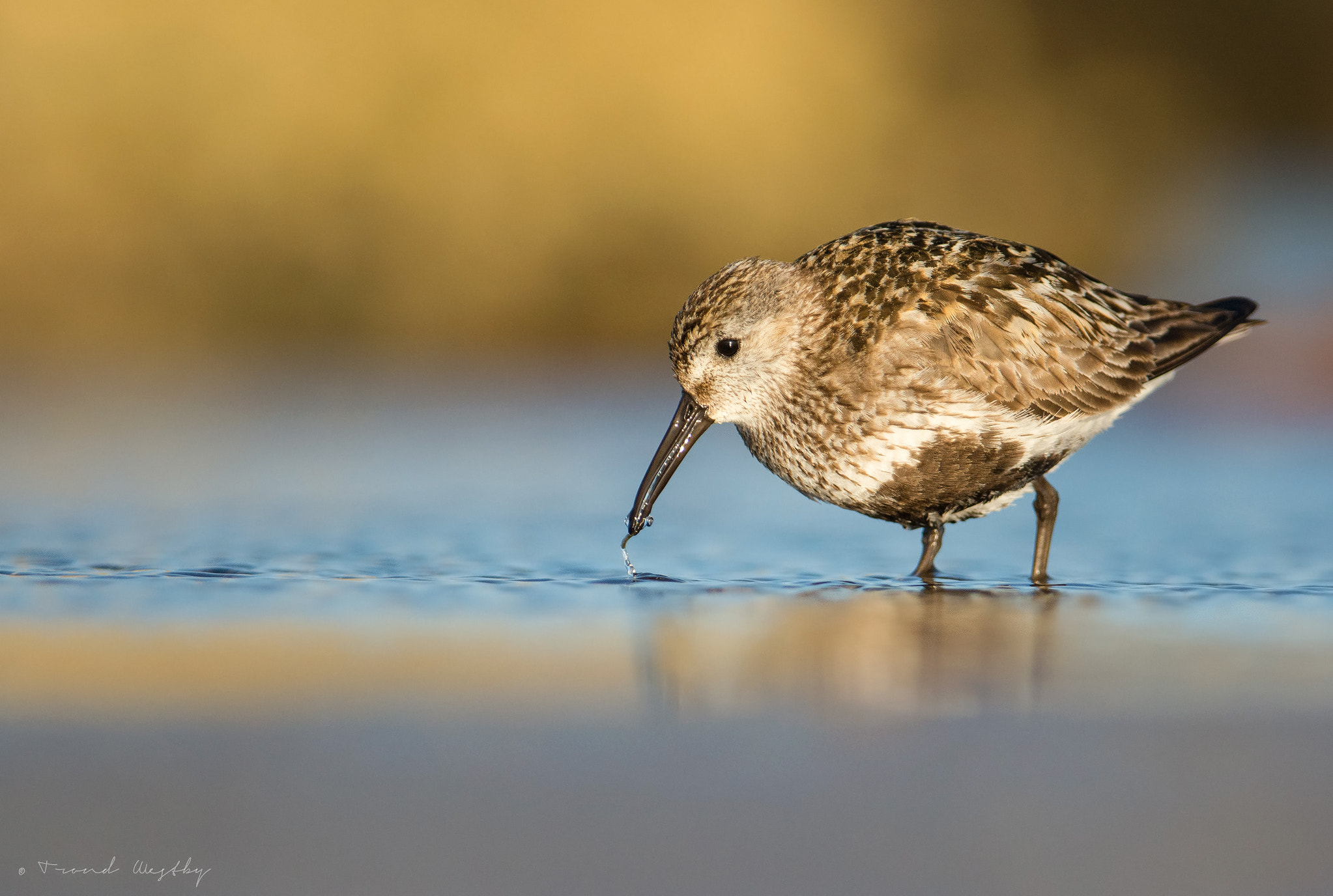 Nikon AF-S Nikkor 300mm F2.8G ED VR II sample photo. Dunlin feeding photography