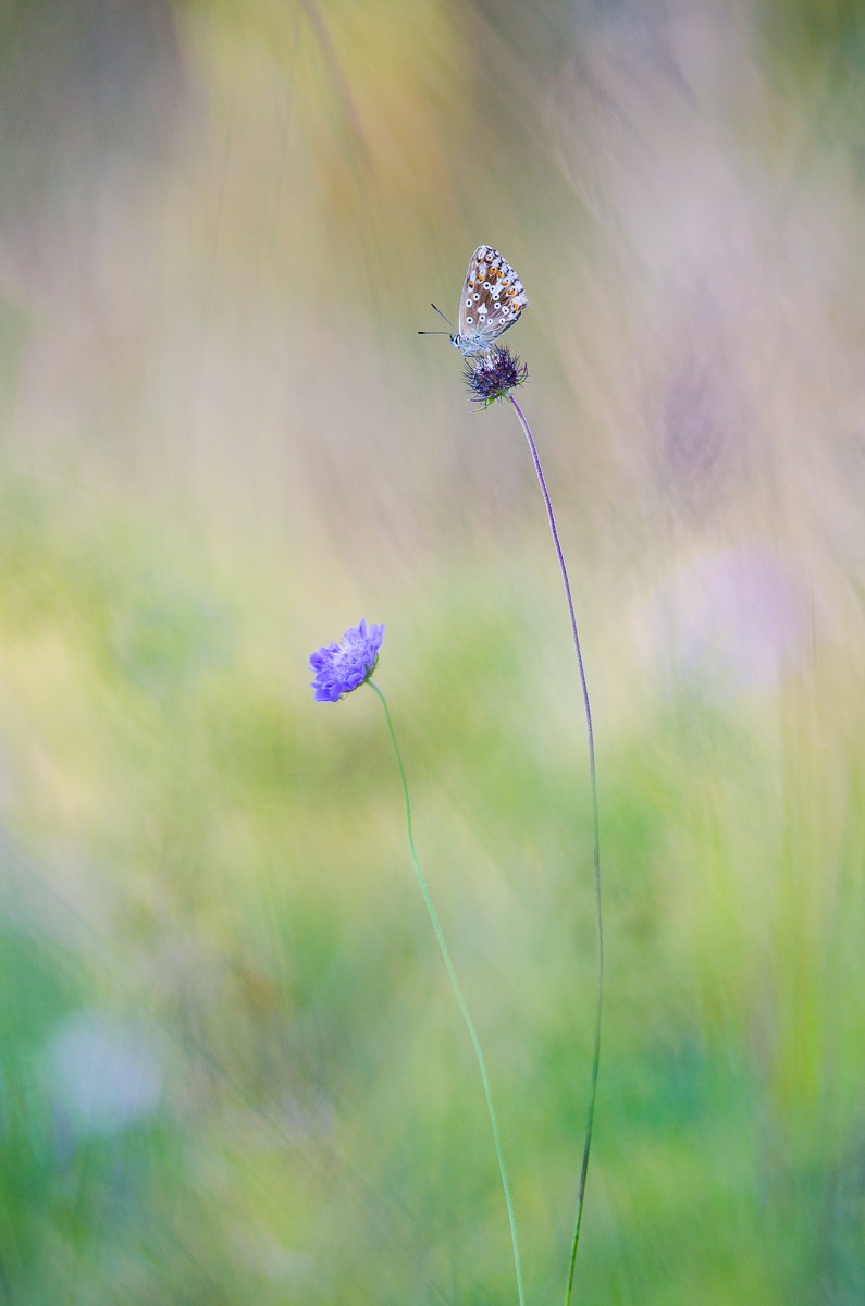 Nikon D5100 + Nikon AF-S Nikkor 300mm F4D ED-IF sample photo. Silbergrüner bläuling photography