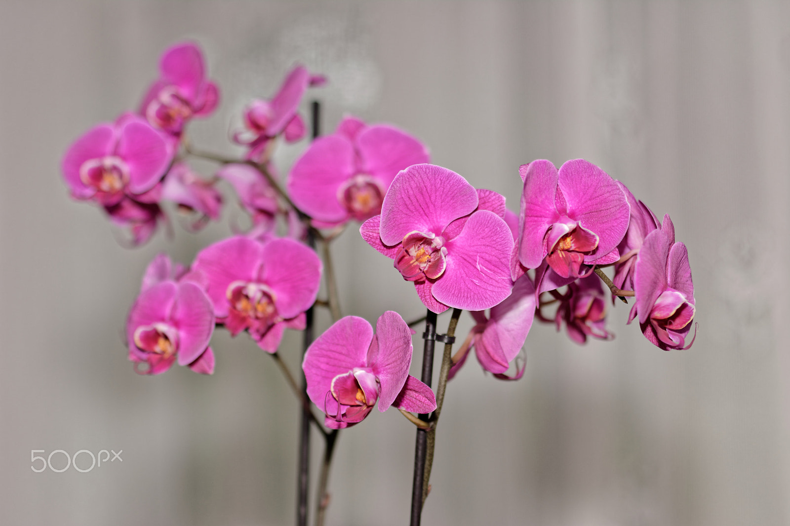 Nikon D7100 + AF Nikkor 50mm f/1.4 sample photo. Orchids photography