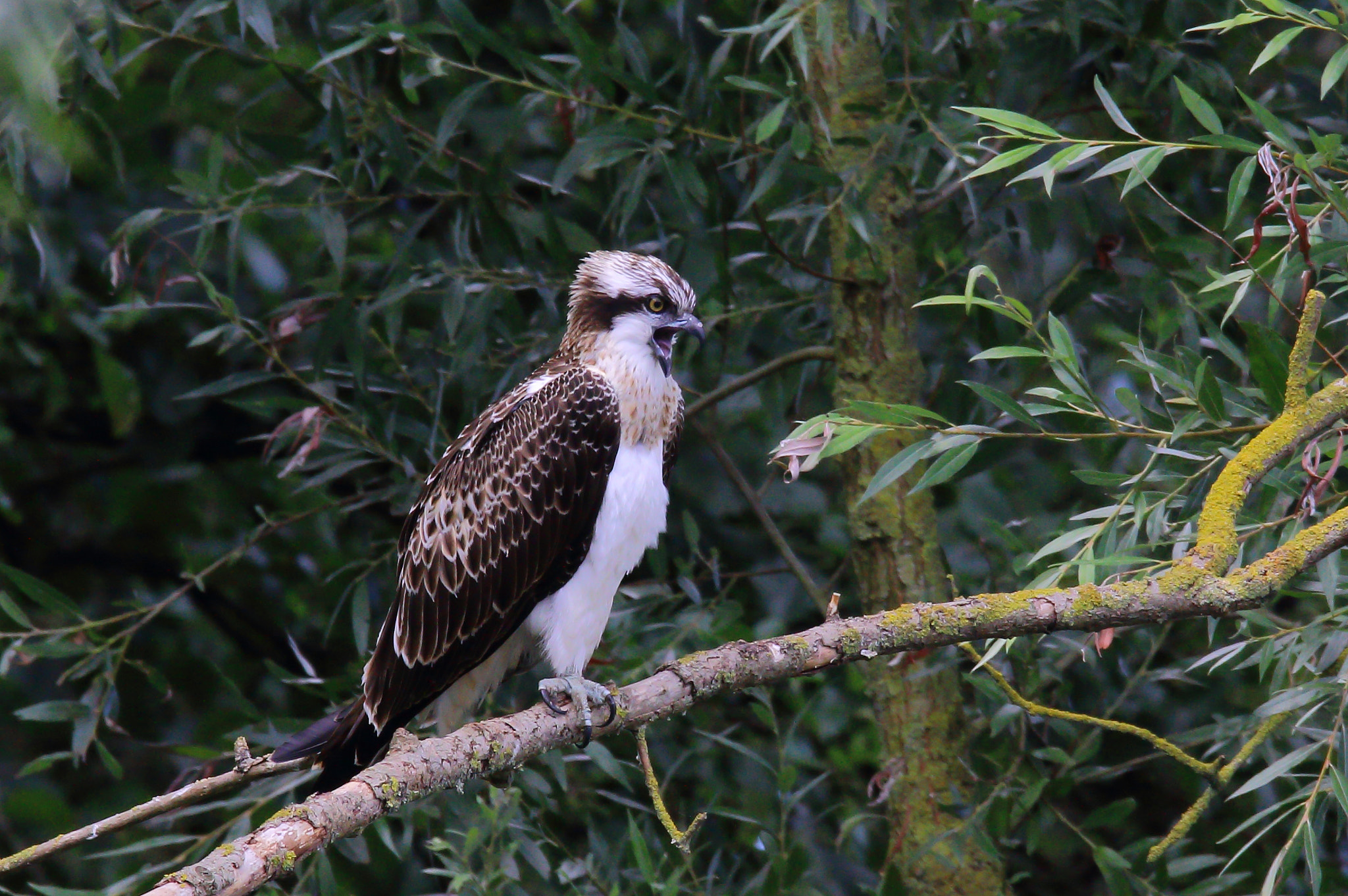 Canon EOS 70D + Sigma 150-600mm F5-6.3 DG OS HSM | S sample photo. Visarend photography