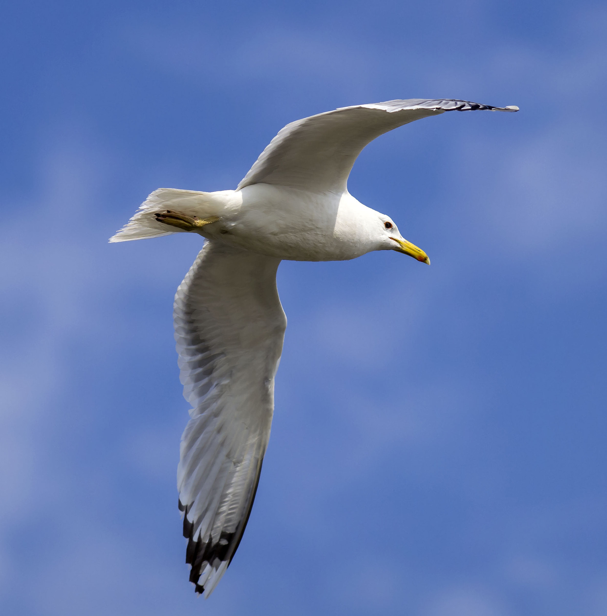 Olympus Zuiko Digital ED 150mm F2.0 sample photo. Yellow-legged gull photography