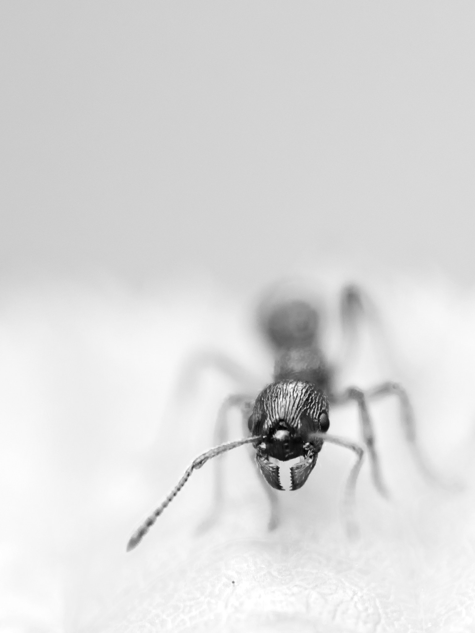 Sigma 105mm F2.8 EX DG Macro sample photo. Monochrome ant photography