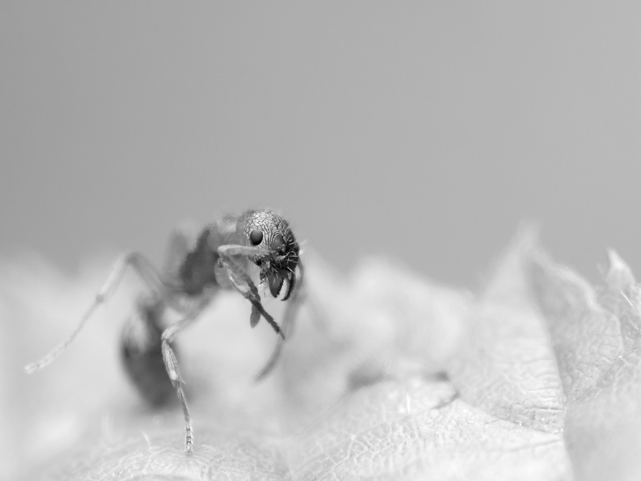 Olympus OM-D E-M1 + Sigma 105mm F2.8 EX DG Macro sample photo. Monochrome ant photography