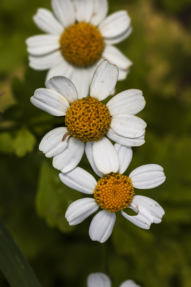 Canon EOS 40D + Tamron SP AF 90mm F2.8 Di Macro sample photo. Ordinariness photography