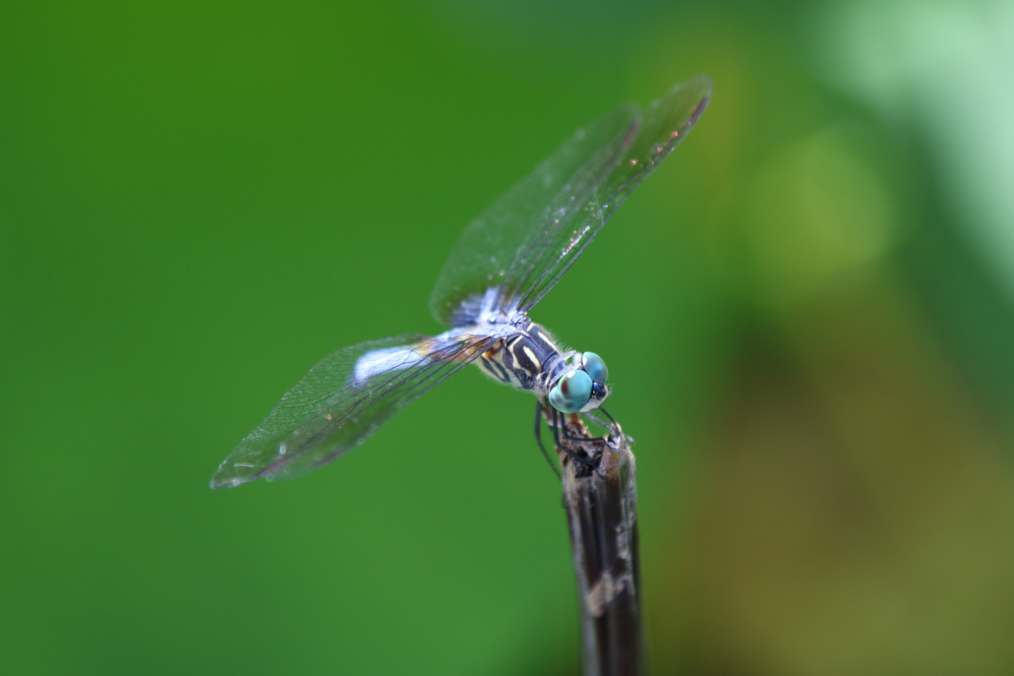 Canon EOS 760D (EOS Rebel T6s / EOS 8000D) sample photo. Eyes photography
