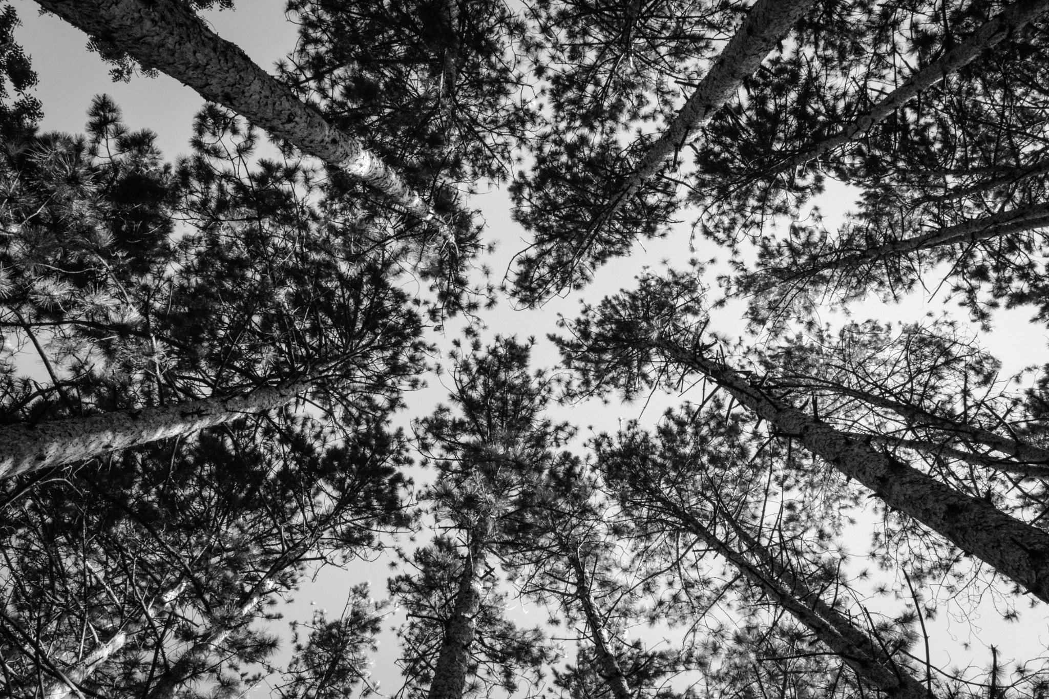Sigma 18-50mm F2.8-4.5 DC OS HSM sample photo. Reaching up photography
