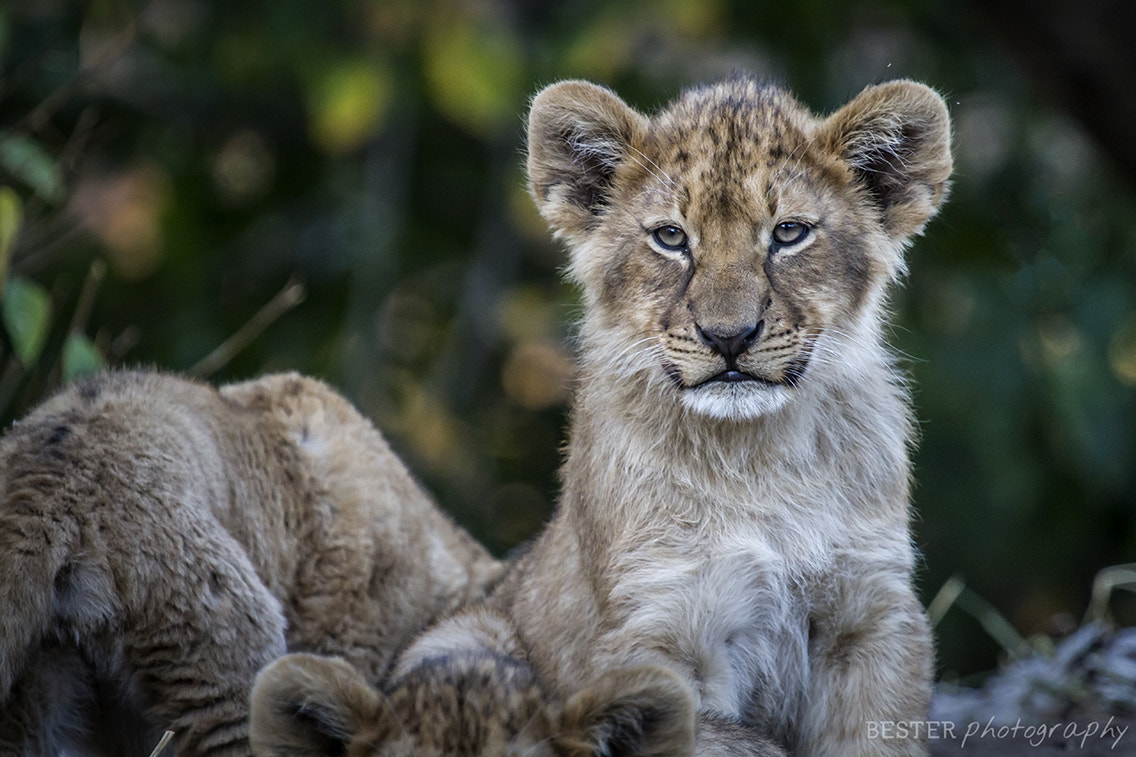 Canon EOS 7D + Canon EF 100-400mm F4.5-5.6L IS USM sample photo. Lion cub photography
