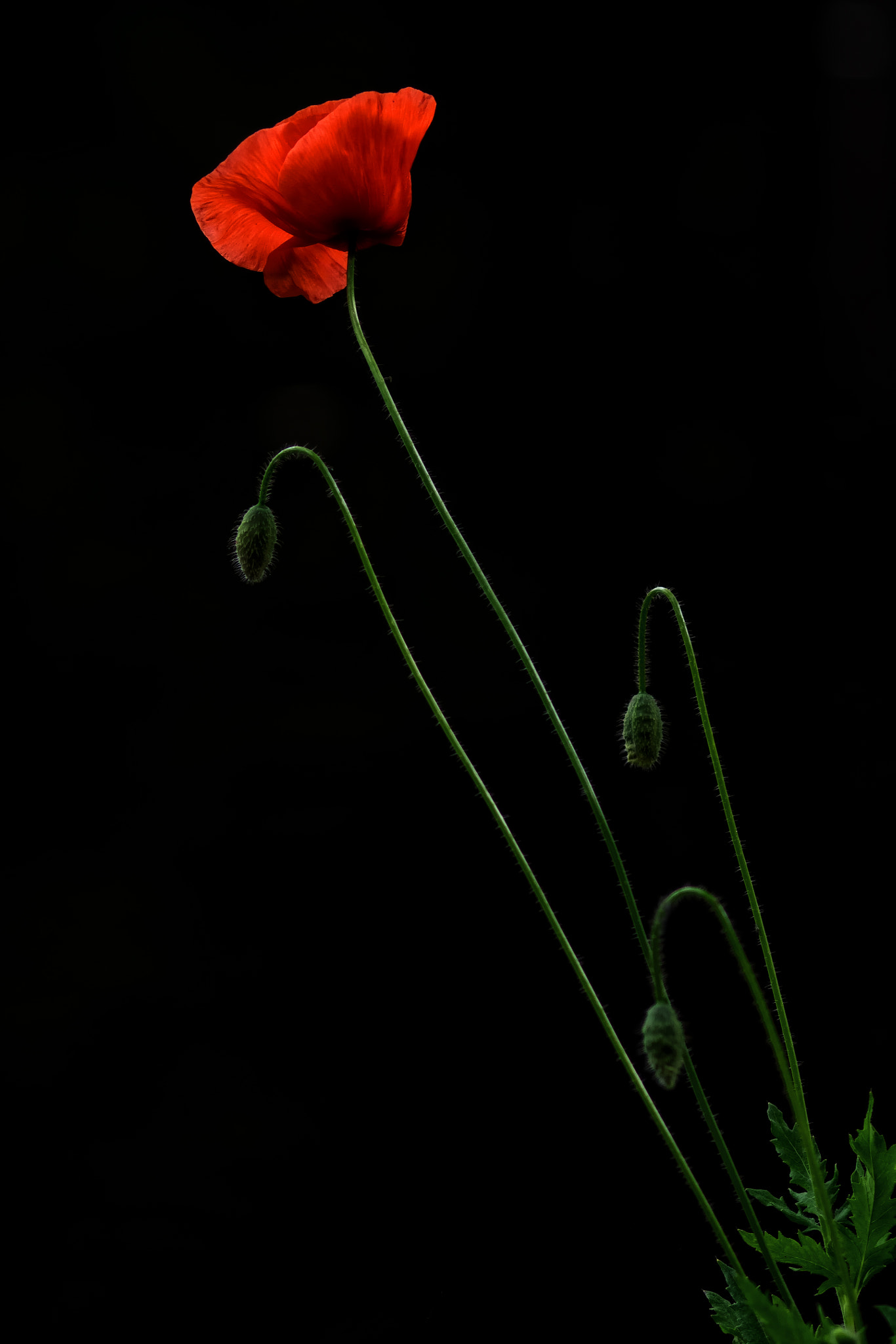 Olympus OM-D E-M1 + Sigma 105mm F2.8 EX DG Macro sample photo. Corn rose photography