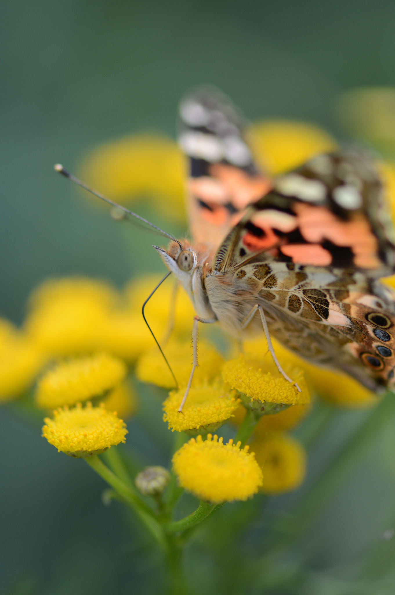 Nikon AF-S Micro-Nikkor 105mm F2.8G IF-ED VR sample photo. Beauty photography