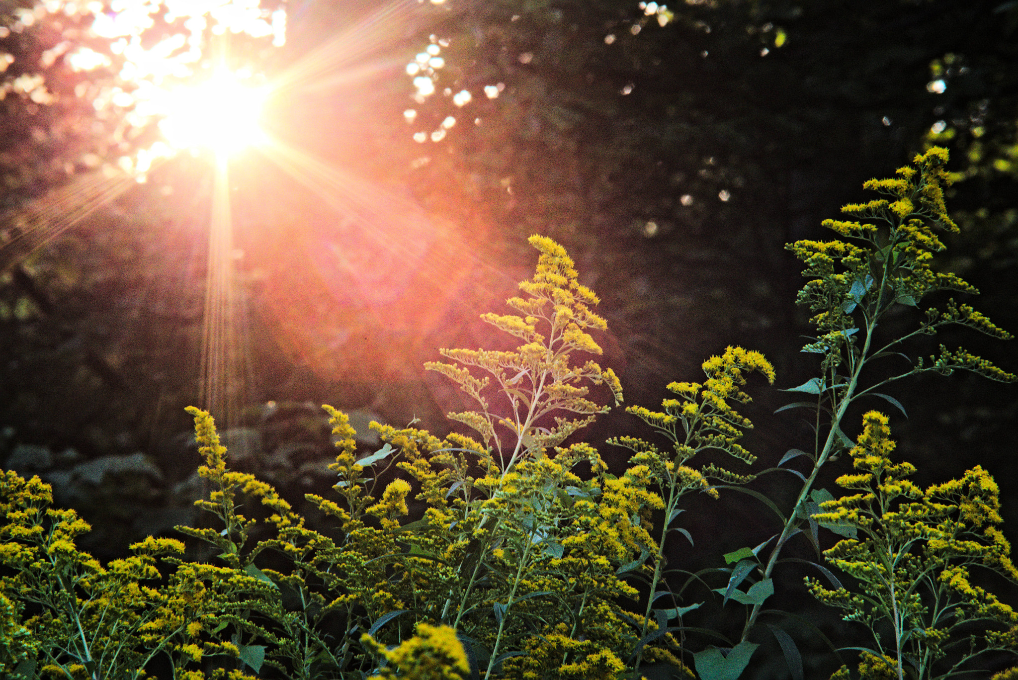 Nikon D800 + Manual Lens No CPU sample photo. Summer, summer, summer time photography