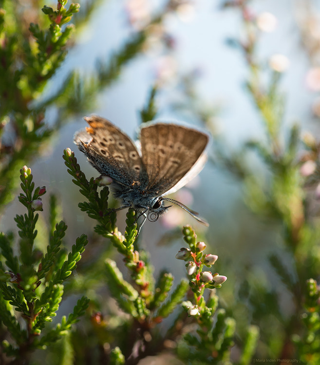 Sigma 150mm F2.8 EX DG OS Macro HSM sample photo. Broken wings photography