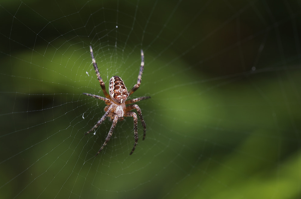 Sigma 150mm F2.8 EX DG OS Macro HSM sample photo. My web photography