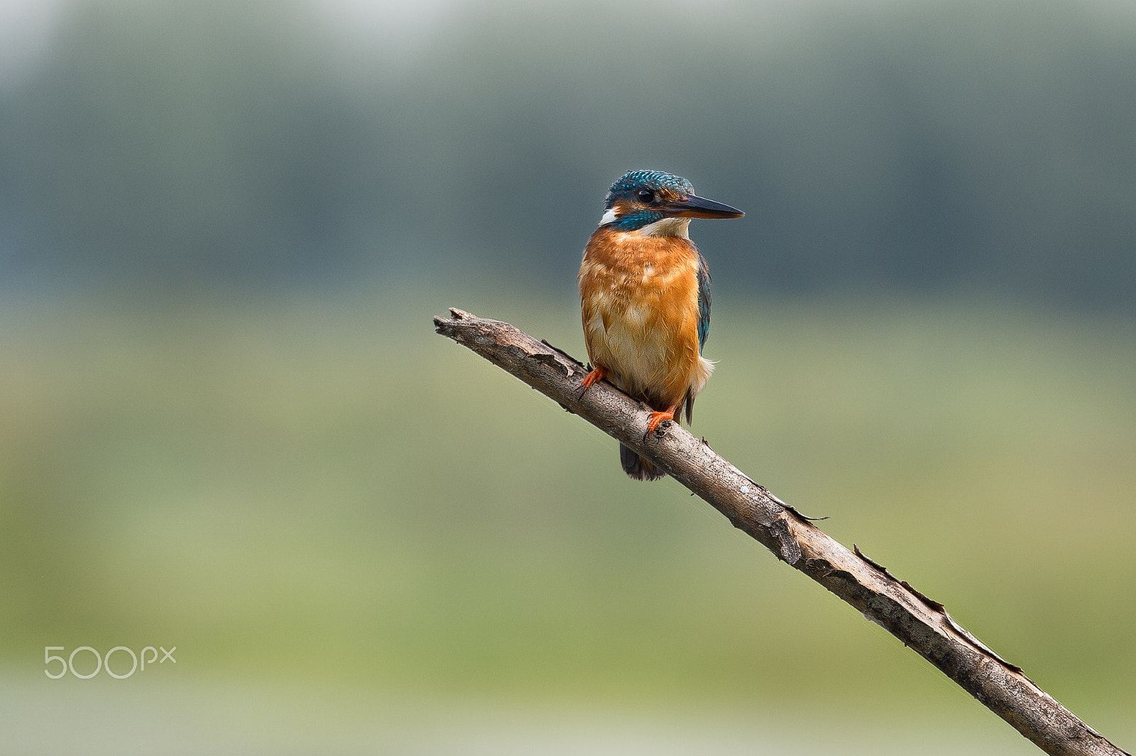Nikon AF-S Nikkor 200-500mm F5.6E ED VR sample photo. My martino photography