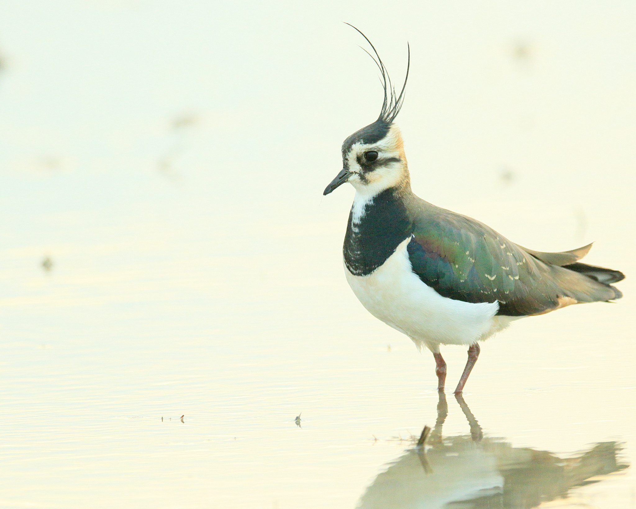 Canon EF 400mm F2.8L IS II USM sample photo. タゲリ ポーズ− photography