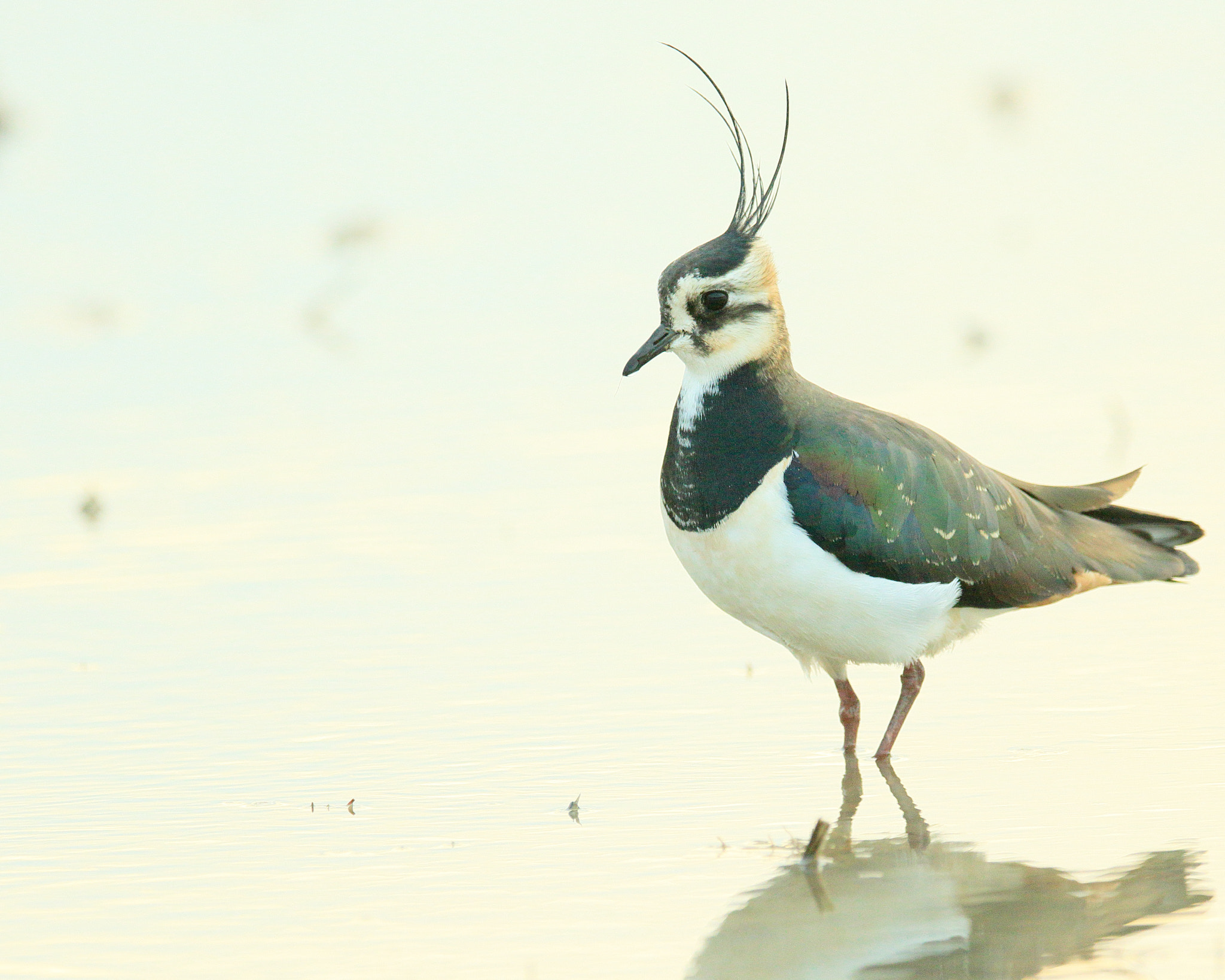 Canon EOS 7D Mark II + Canon EF 400mm F2.8L IS II USM sample photo. タゲリ ポーズ− photography