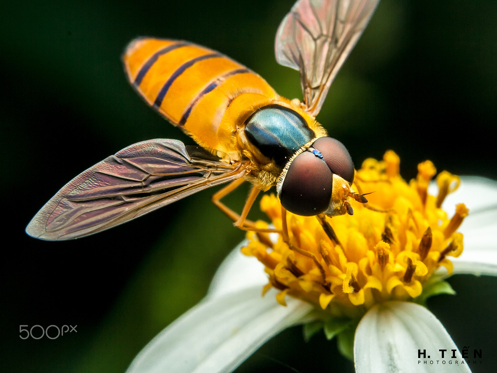 Canon EF 70-210mm f/3.5-4.5 USM sample photo. Not a bee photography