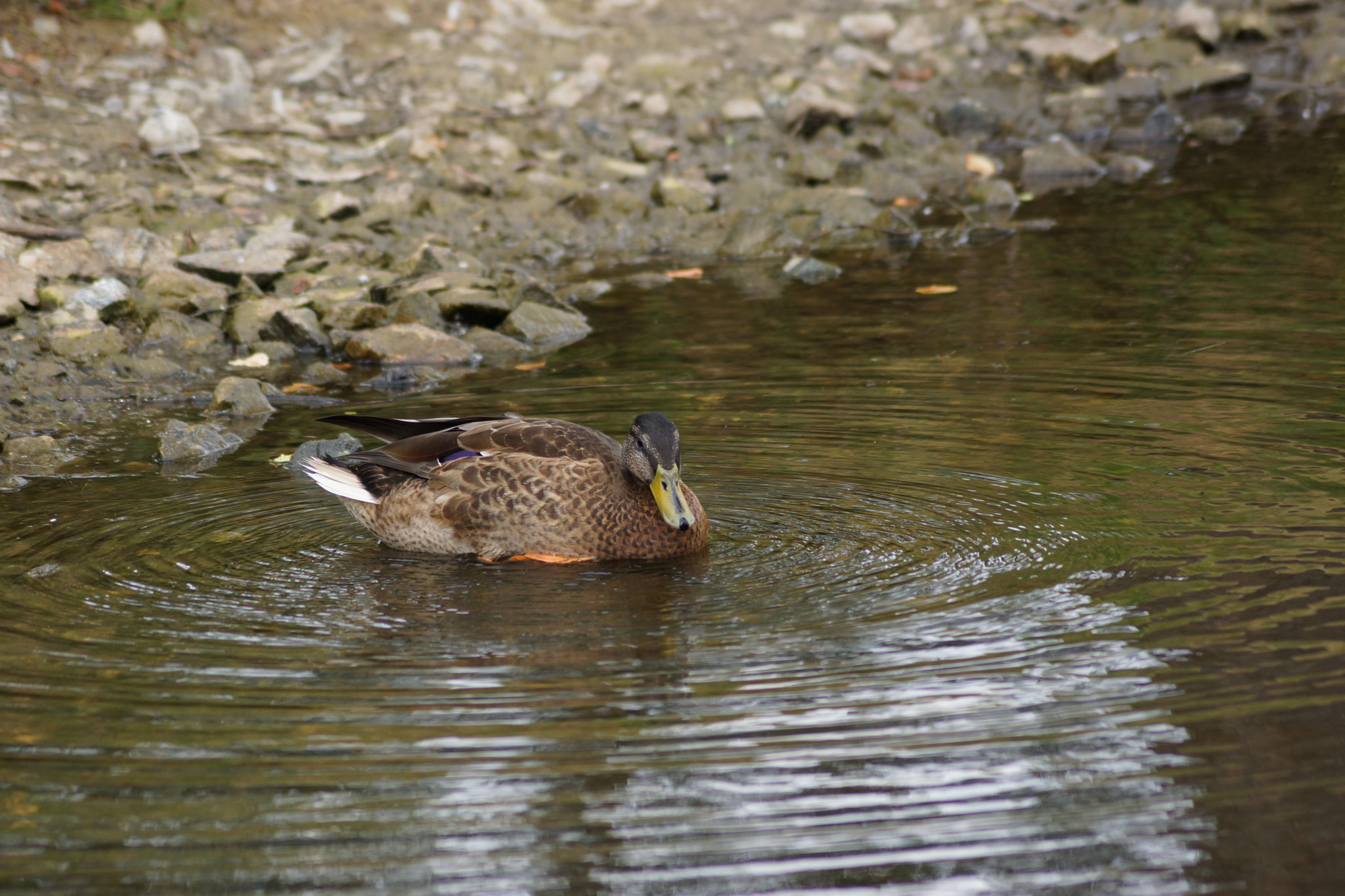 Sony DT 55-200mm F4-5.6 SAM sample photo. Duck photography