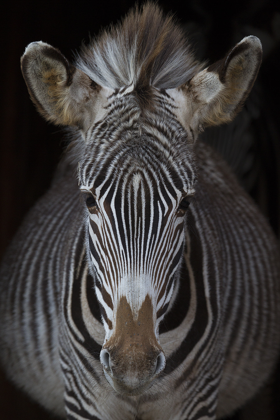 Canon EOS-1D Mark IV sample photo. The symmetrical zebra photography